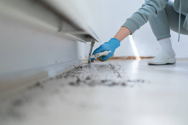 Best Wasp Removal Services  in Tazewell, TN